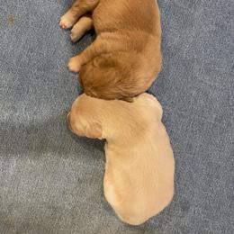 Golden Retriever Puppies from Mountain Bay Goldens