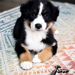 Miniature American Shepherd Puppies from Jem Miniature American Shepherds