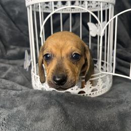 Gullum - Cream male Dachshund puppy in Richwood, West Virginia from Wild and Wonderful Wieners