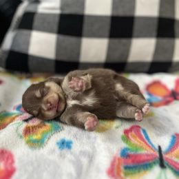 Kobe - Chocolate parti male Pomeranian puppy in Randleman, North Carolina from Luxurious Poms