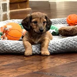 Coco - Red male Dachshund puppy in Opelousas, Louisiana from Southern Bloom Dachshunds