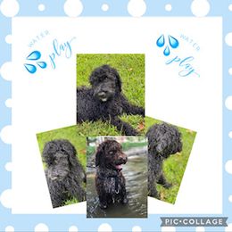 Goldendoodle and Labradoodle Puppies from Blessing Labradoodles, Goldendoodles, standard and mini’s