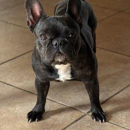 Ruby - Brindle female French Bulldog puppy in Billings, Montana from Yellowstone Frenchies