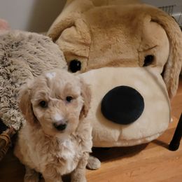 Goldendoodle Puppies from Bowman Puppies of the House Doodle