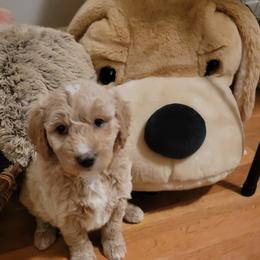 Goldendoodle Puppies from Bowman Puppies of the House Doodle