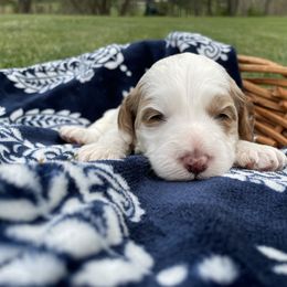 Australian Labradoodle Puppies from Wild Daisy Labradoodles