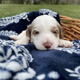 Australian Labradoodle Puppies from Wild Daisy Labradoodles