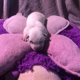 Girl 2 - female Australian Cattle Dog puppy in Sheridan, Oregon from 6pk Cattledogs