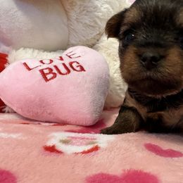 Yorkshire Terrier Puppies from Galaxy Kennel