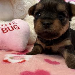 Yorkshire Terrier Puppies from Galaxy Kennel