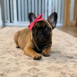Nellie Girl 3 - Fawn female French Bulldog puppy in Miami, Florida from Oceanside French Bulldogs