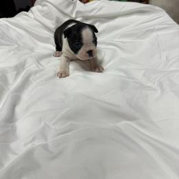 Saint Nick - Black brindle and white male Boston Terrier puppy in Goshen, Ohio from Washburns bostons