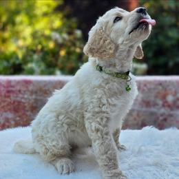 Spinach - White female Poodle puppy in Springfield, Oregon from Valaurah Farms