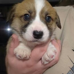Male 2 - Sable male Pembroke Welsh Corgi puppy in Oswego, New York from Short & Stout