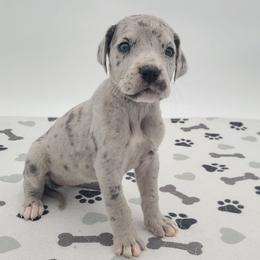 Meela Blue Merle - Merle female Great Dane puppy in Kannapolis, North Carolina from Carolina Great Danes & Toy Poodles