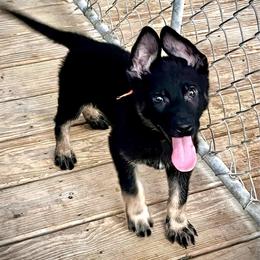 Aria (girl orange) - Black and tan female German Shepherd puppy in San Antonio, Texas from CISCOK9