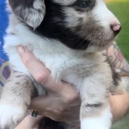 Ceder - Red merle male Miniature Australian Shepherd puppy in Ringgold, Louisiana from Barrett's Buddies