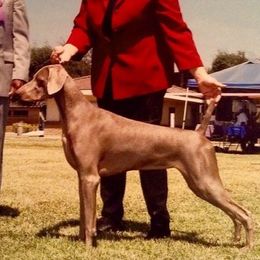 Weimaraners from Wildwood Weimaraners