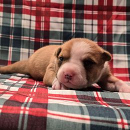 Girl 4 - Red female American Staffordshire Terrier puppy in Springfield, Illinois from Prairieland Kennels