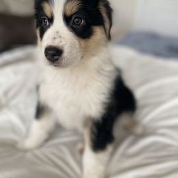 Angelina - Australian Shepherd puppy in Oregon from Willamette Valley Australian Shepherds