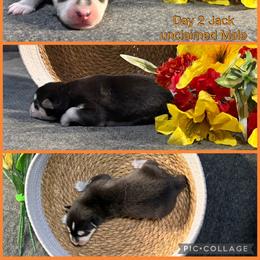 Jack - Black and white male Siberian Husky puppy in Canton, Ohio from Bleu Skies Siberian Huskies