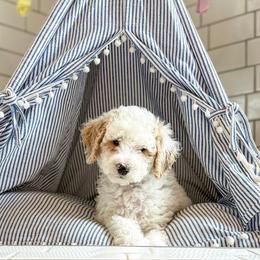 Kruz - Parti male Goldendoodle puppy in Madisonville, Texas from South Paw Doodle Co
