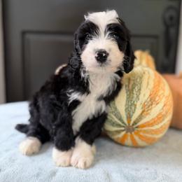 Gilligan - Black and white male Bernedoodle puppy in Russellville, Arkansas from Crossgate Doodles