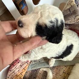 James - Black and white male Bernedoodle puppy in Hays, Kansas from Pine Street doodles