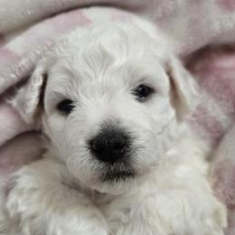 Bichon Frise Puppies from Beloved Bichon