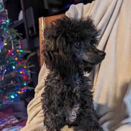 Finn - Poodle
