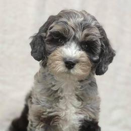 Australian Labradoodle Puppies from Fancy Pants Labradoodles
