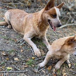 Australian Cattle Dog Puppies from Rising J Cattle Dogs