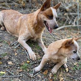 Australian Cattle Dog Puppies from Rising J Cattle Dogs