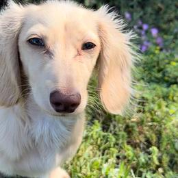 Tetra - Dachshund