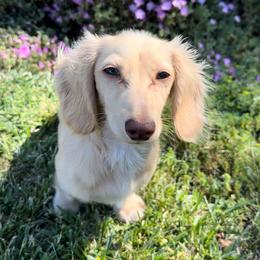 Tetra - Dachshund