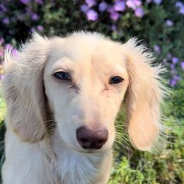 Tetra - Dachshund