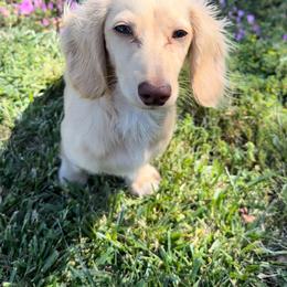 Tetra - Dachshund