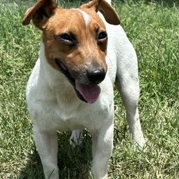 Squirrel - Jack Russell Terrier