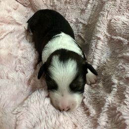 Aussiedoodle Puppies from Cooper’s Mini Aussiedoodles
