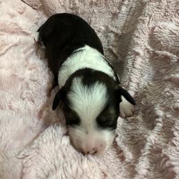Aussiedoodle Puppies from Cooper’s Mini Aussiedoodles
