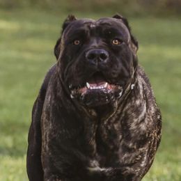Annie - Cane Corso