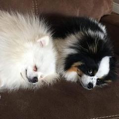 Pomeranian All Grown Up from Tanya's Pixie Pups