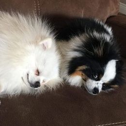 Pomeranian All Grown Up from Tanya's Pixie Pups
