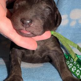 Homer- green - Phantom male Goldendoodle puppy in Van Buren, Missouri from Jami’s Goldendoodles & Poodles