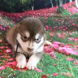 Alaskan Malamute Puppies from New River Valley Malamutes