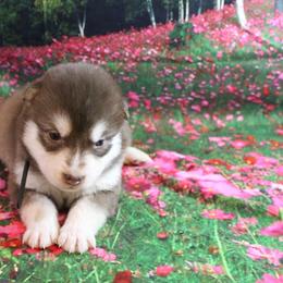 Alaskan Malamute Puppies from New River Valley Malamutes