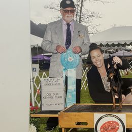 Border Terriers and Manchester Terriers from Vaquera Manchester Terriers