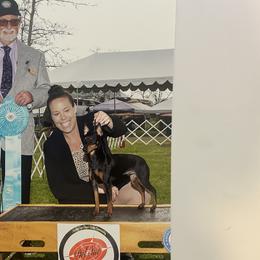 Border Terriers and Manchester Terriers from Vaquera Manchester Terriers