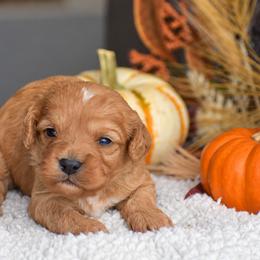 Carter - Red male Cavapoo puppy in Gap, Pennsylvania from Country View Puppies ( License 18816)