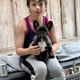 American Bully and French Bulldog Puppies from Bolt Action Kennel